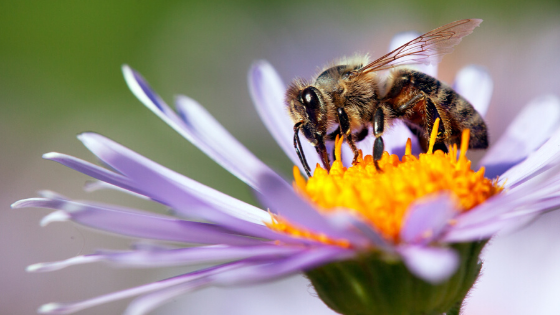 Bees and Biodiversity